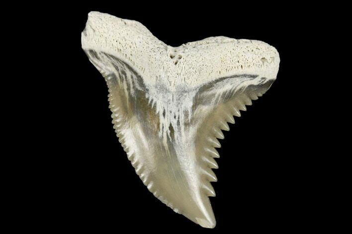 Snaggletooth Shark (Hemipristis) Tooth - Aurora, NC #180133